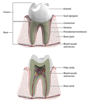 Comfortable, high-quality porcelain crowns